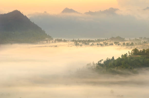 foggy morning at kintamanin
