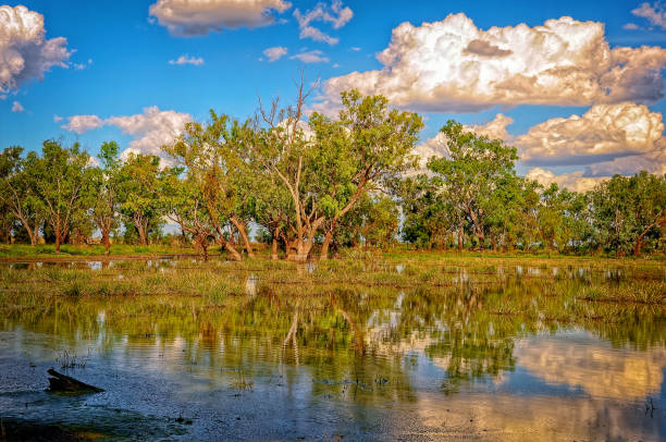istock Chinchilla Wetland 1146593833