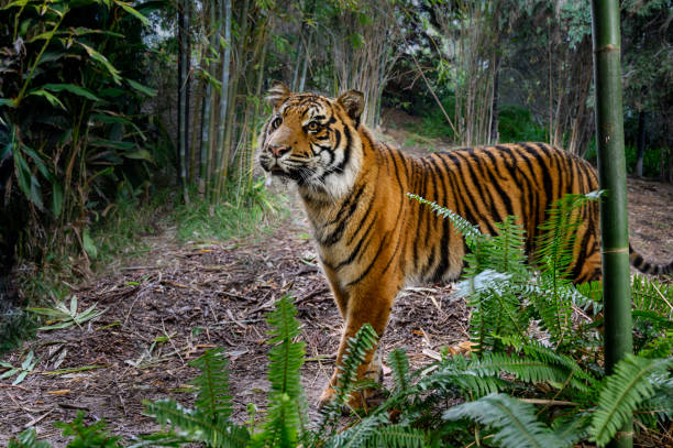 lokalizacja: miejscowe lasy deszczowe na sumatrze. krytycznie zagrożone - tiger animal sumatran tiger endangered species zdjęcia i obrazy z banku zdjęć