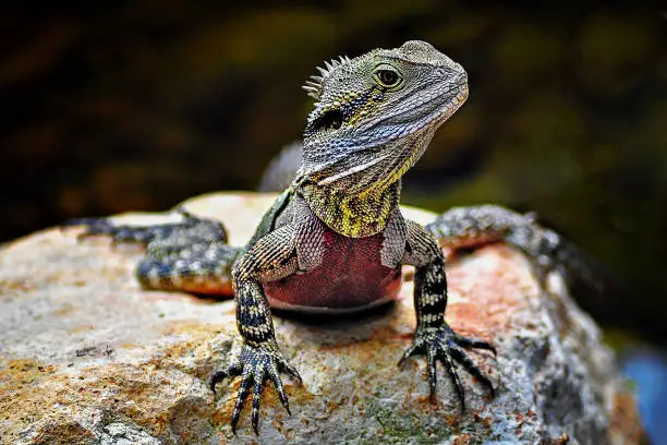 Australian eastern water dragon perched on a rock by the river