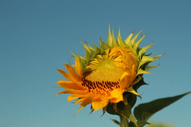 istock Sun Flower about to Bloom. 1146595724
