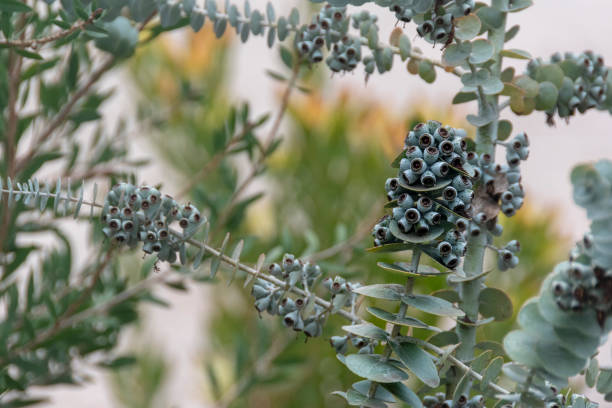 istock With its strong minty aroma, eucalyptus oil is great for alleviating stress, boosting energy and mitigating mental fatigue. Eucalyptus oil is effective when dealing with a cold, congestion or flu. 1146595925