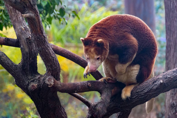 istock Tree kangaroo Matchie's tree kangaroo (Dendrolagus matschie) in the rain 1146595997