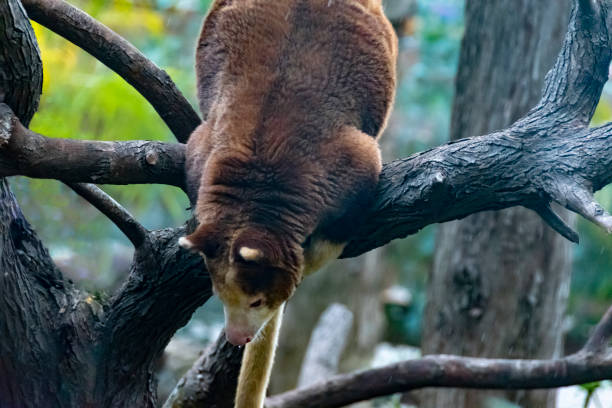 istock Tree kangaroo Matchie's tree kangaroo (Dendrolagus matschie) hanging upside down in the rain 1146596010
