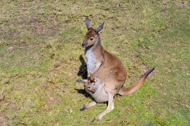 czerwony szyja wallaby, macropus rufogriseus. lokalizacja: południowo-wschodnia australia i tasmania.  matka kangura z joey, dziecko na pokładzie. - wallaby kangaroo joey tasmania zdjęcia i obrazy z banku zdjęć