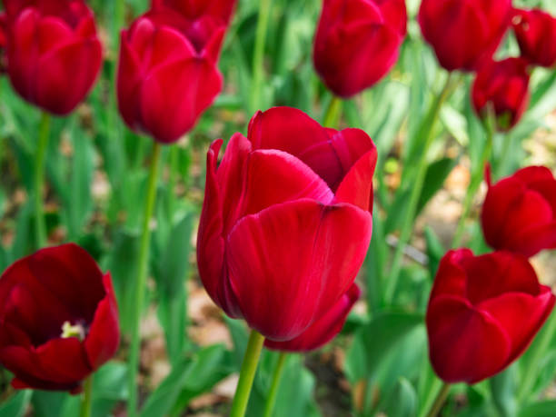 istock Beautiful blooming Tulip. 1146596577