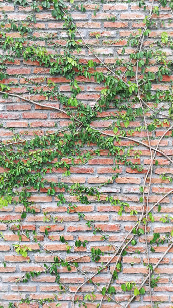 istock Texture of the brick walls 1146596817