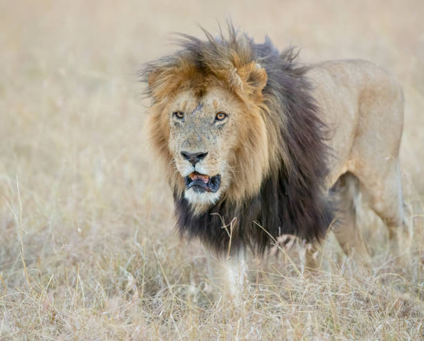 istock Lipstick. Masai Mara Lion 1146597565