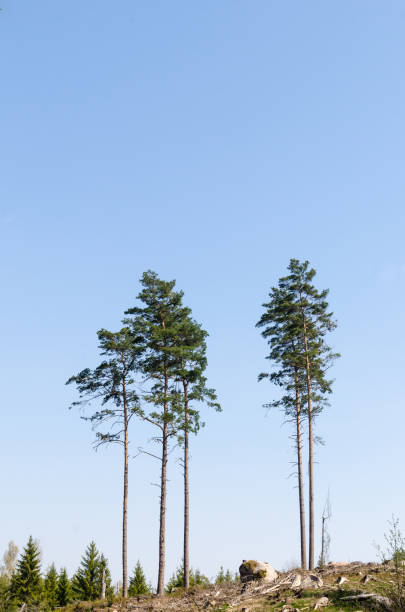 istock Standing tall pine trees in a clear cut forest area 1146598541