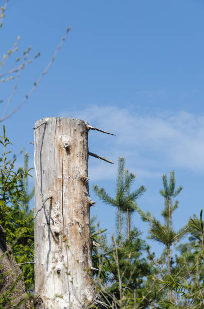 istock Old weathered barkless tree stump against a blue sky 1146598548