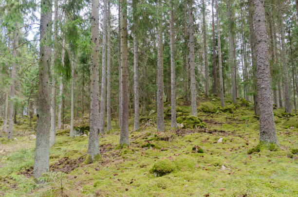istock Green mossy ground in a coniferous spruce tree forest 1146598556