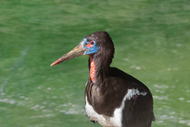 Abdim's stork (Ciconia abdimii), also known as white-bellied stork, is a black stork with grey legs, red knees and feet, grey bill and white underparts. It has red facial skin in front of the eye.