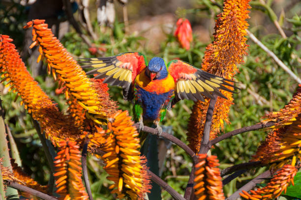 istock Bright rainbow lorikeet bird with wings spread open 1146599750