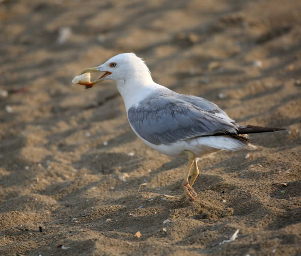 istock seagull paws on the beach with a piece of bread in its beak 1146600366