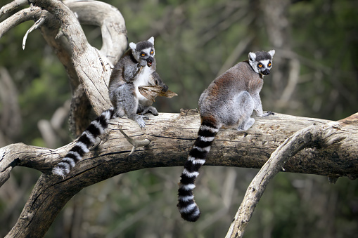 A close up portrait of a Lemur baby staying close to mother.