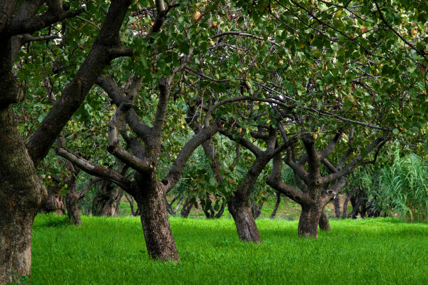 istock Beautiful low trees and vibrant colorful green grass 1146600527