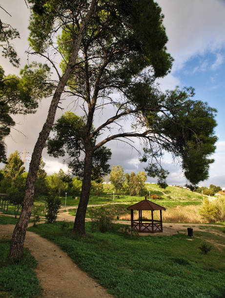 그린 파크 필드에 아름 다운 키가 소나무 나무 - greece blue forest national landmark 뉴스 사진 이미지