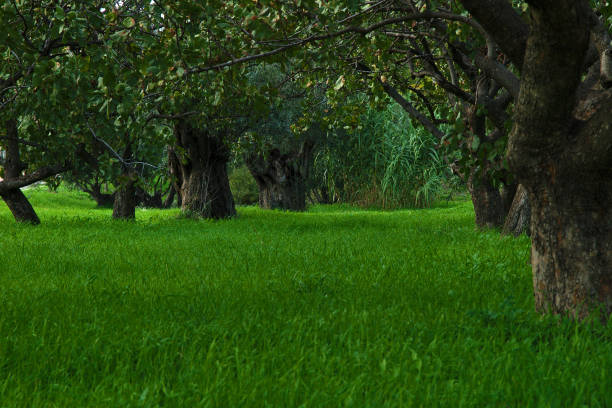 Beautiful low trees and vibrant colorful green grass in a park. Panorama photo. Tritsis park in Athens, Greece.