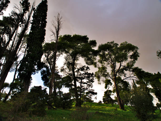 istock Beautiful tall pine and cypress trees 1146600539