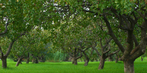 istock Beautiful low trees and vibrant colorful green grass 1146600541