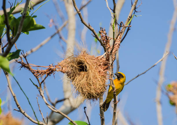 istock The little bird is building a nest. 1146603137