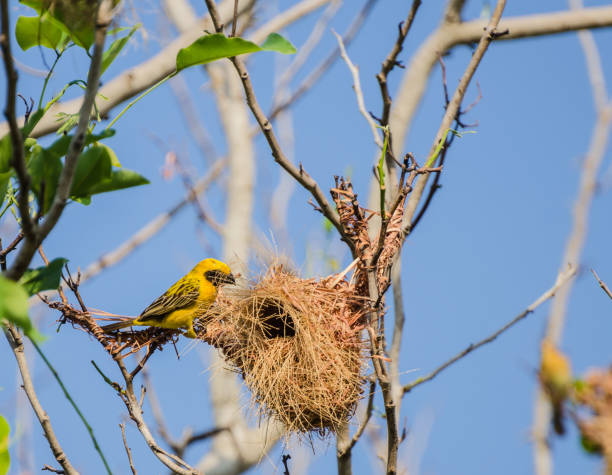 istock The little bird is building a nest. 1146603171