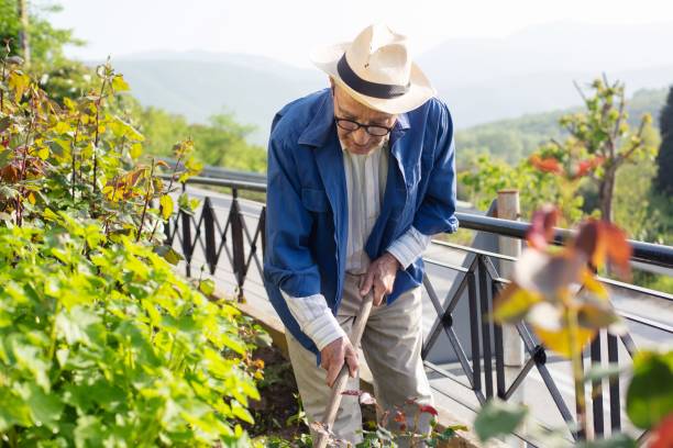 istock Senior man working in his garden on a sunny day 1146603752
