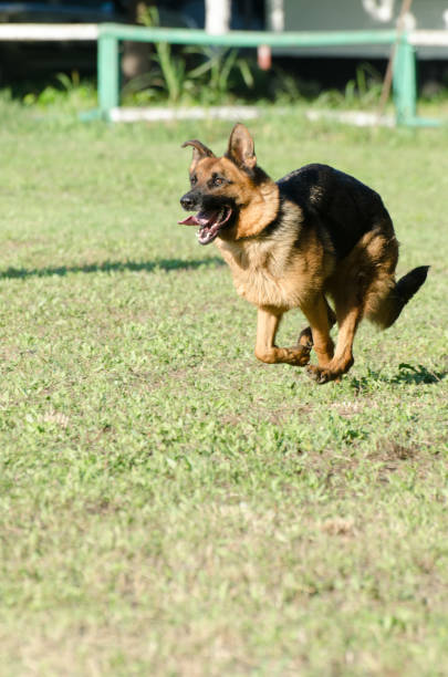 istock German shepherd dog in full run 1146603788