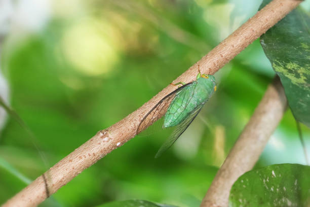 Green Cicada perched on a tree branch in the forest.Thailand