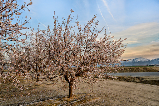 Rows of almond trees blooming with pink and white flowers in an orchard. at dusk