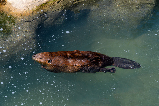 American beaver (castir cabadebsusm) is a mammal and herbivore, typically weighing 44 pounds, and with a top speed of 34 miles per hour in the water. They can stay under water as long as 15 minutes.