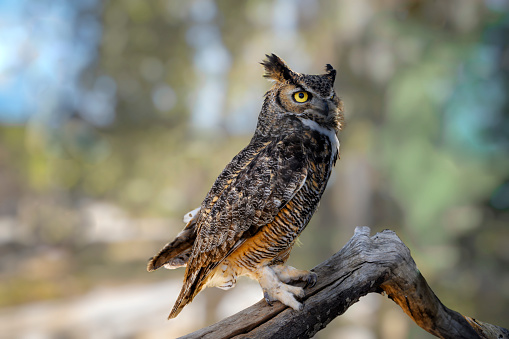 Close up of great horned owl (Bubo virginianus)