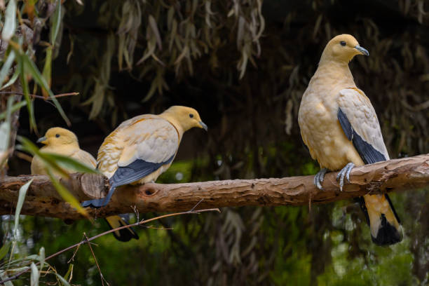 Three Pied Imperial Pigeons (Ducula bicolor) on a branch,  found in Southeast Asia