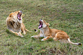 Lion and lioness sitting on grass and yawning
