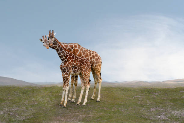 istock Kid and mother giraffe with necks intertwined, facing forward 1146610436