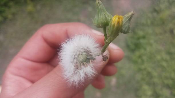 istock Dandelion and hand gesture! Background/ Wallpaper / Spring Seasons! 1146611322