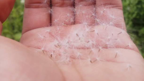 istock Dandelion and hand gesture! Background/ Wallpaper / Spring Seasons! 1146611355