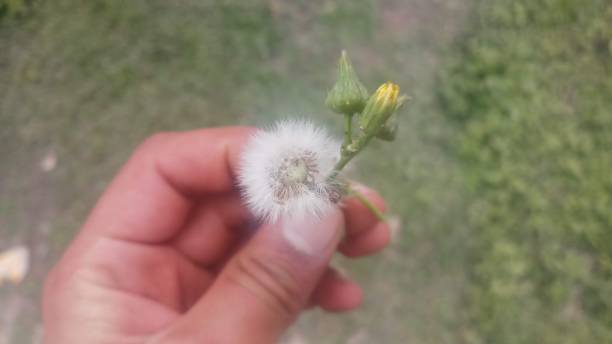 istock Dandelion and hand gesture! Background/ Wallpaper / Spring Seasons! 1146611358