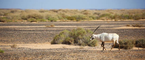 istock Arabian oryx in semi-desert steppe of Jordan 1146611376