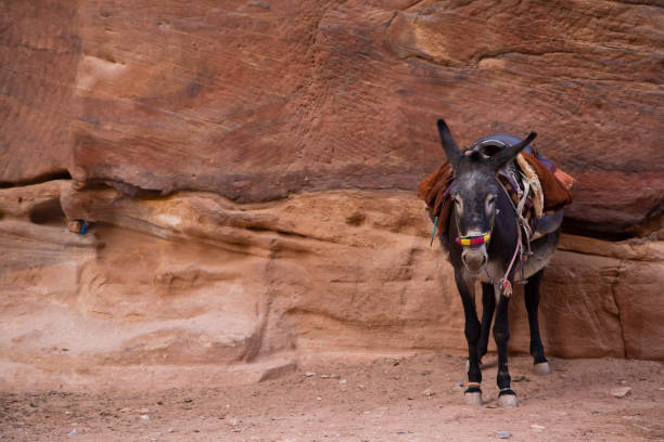 istock Donkey waiting for tourists in Petra, Jordan 1146611385