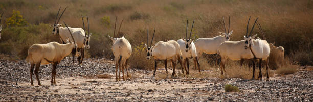 grupo de oryx árabe na estepe do semi-deserto de jordão - arabian oryx - fotografias e filmes do acervo