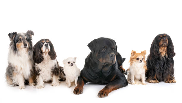 istock group of dogs 1146611543