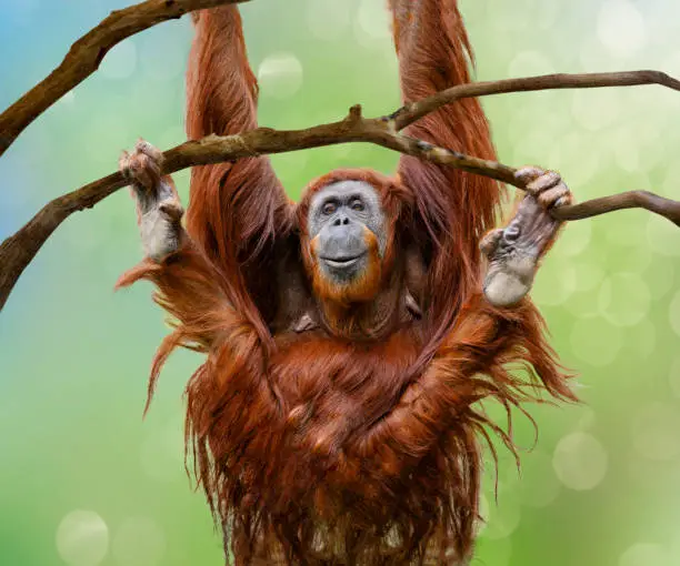 Close up of happy female Orangutan swinging from tree branch