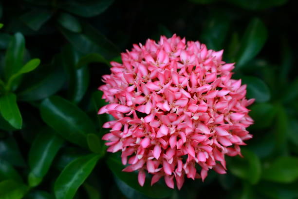 istock Beautiful blooming pink ixora 1146611758
