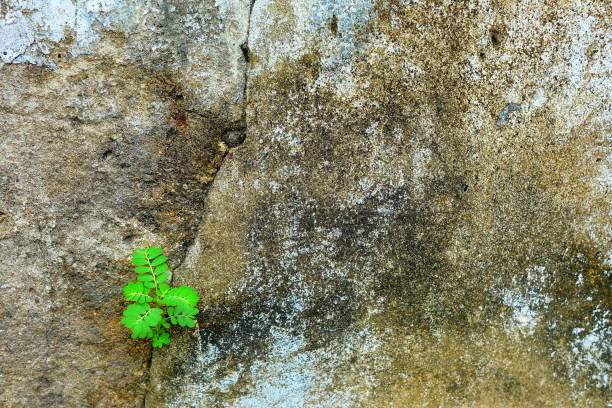 istock Little Tree Growing on Concrete Wall Background. 1146615587