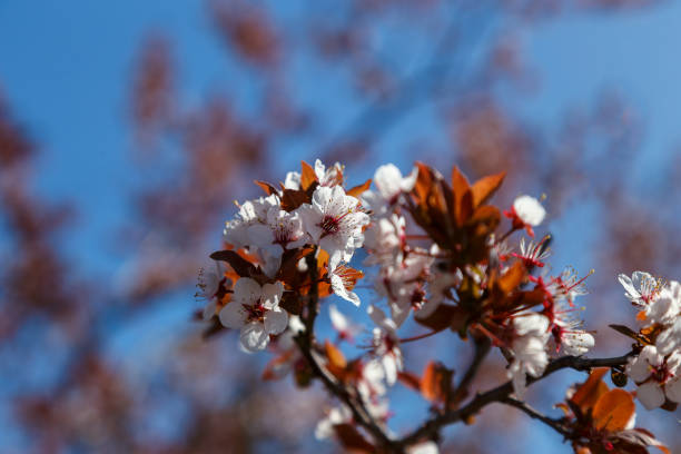 istock Flowering plum branches against a blue sky 1146617223