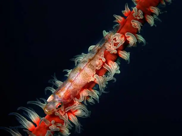 Bryaninops yongei, the wire-coral goby or whip coral goby, is a benthic species of goby widely distributed from the tropical and subtropical waters of the Indian Ocean to the islands in the center of the Pacific Ocean.