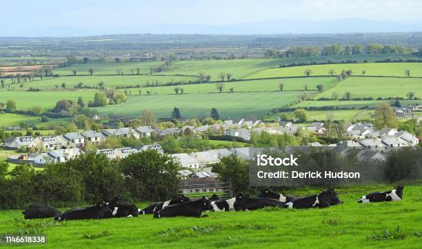 Hill Of Slane Cows Stock Photo - Download Image Now - Ireland, Slane Hill, Agricultural Field