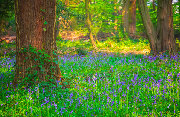 istock Bluebell in Highgate Wood, North London 1146618604