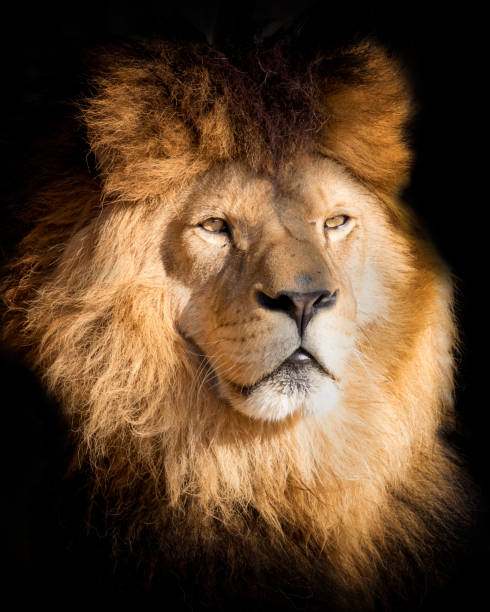 istock Portrait lion on the black 1146619870